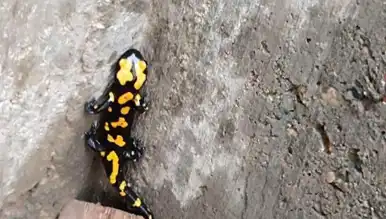 Koruma Altındaki Semender Şehirde!